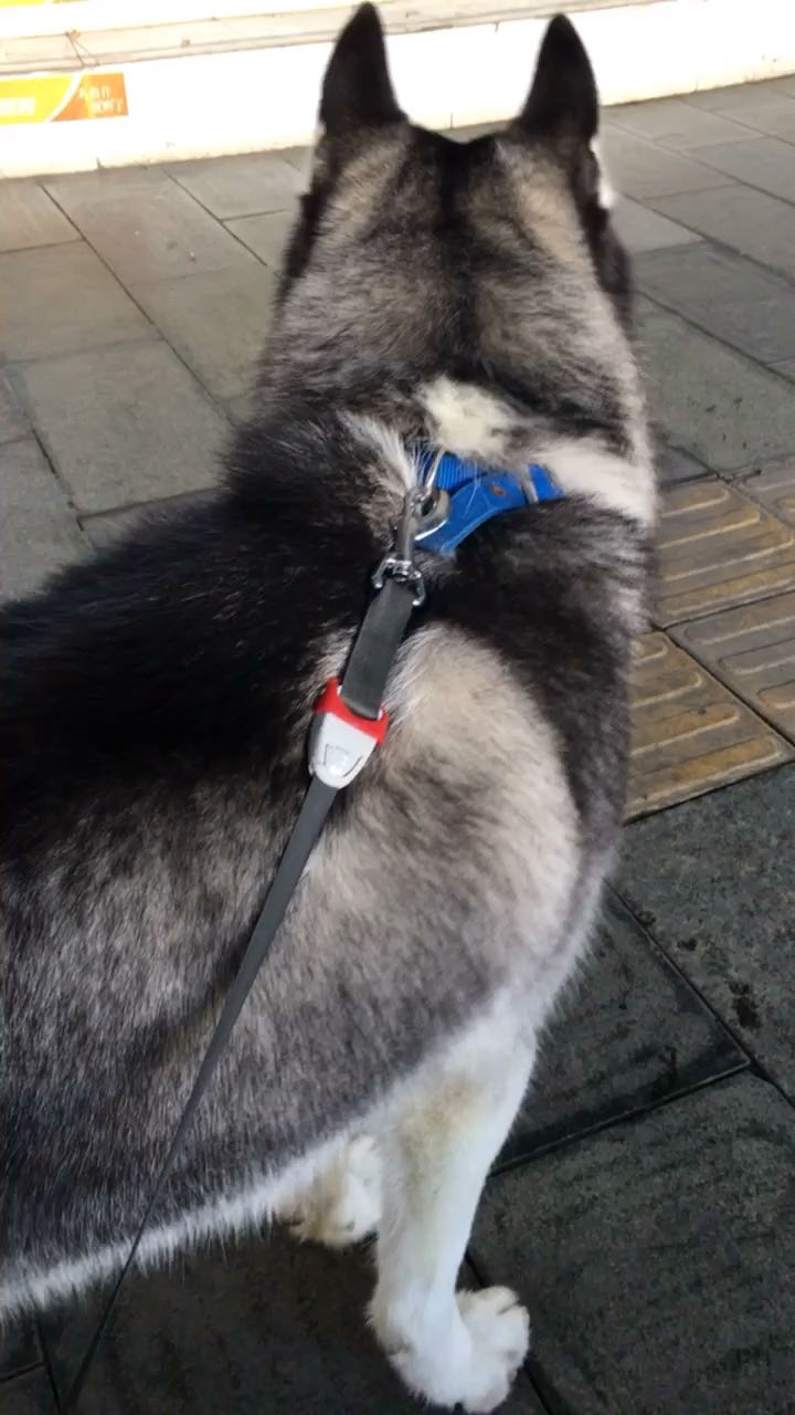 自己养了一只哈士奇 可代溜或陪溜大型 小型